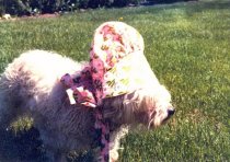 Abram's Delight, July 4th DAR